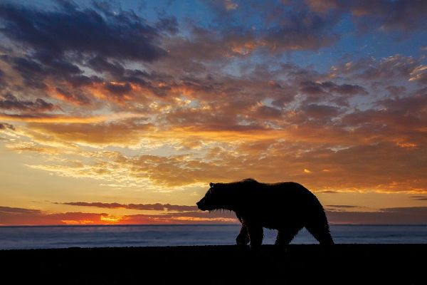 Jones, Adam 아티스트의 Adult grizzly bear silhouetted at sunrise-Lake Clark National Park and Preserve-Alaska작품입니다.